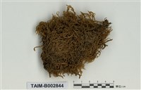 藏品(灰苔科)的圖片